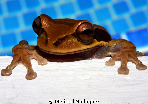Freestyle frog! A masked tree frog promptly exits the swi... by Michael Gallagher 